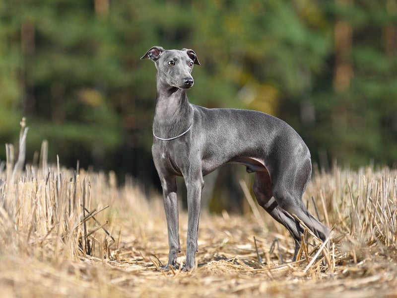 Another Crufts triple-winner is the Greyhound. The Greyhound was originally bred for hunting and racing, but in recent years has become a very popular family pet.