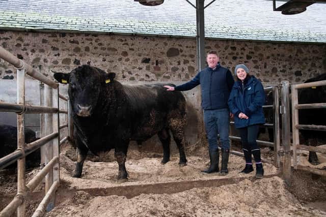 John Elliot and rural affairs secretary Mairi Gougeon with one of the Rawburn bulls during her visit to the farm earlier this month (pic: Rob Haining / The Scottish Farmer)