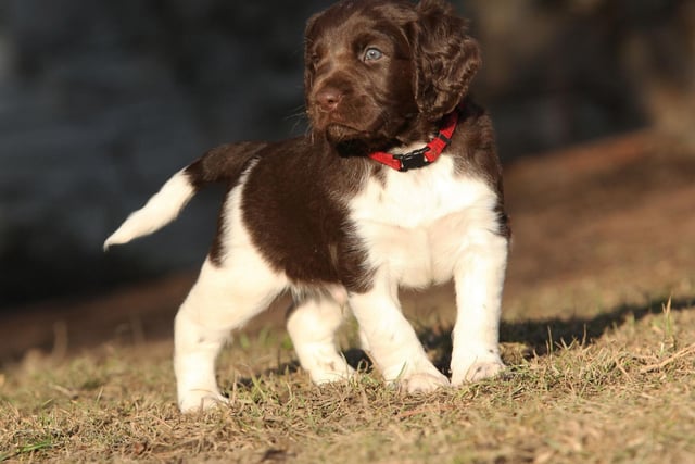 The incredibly cute Small Munsterlander is a hunting dog originally bred in the area around Munich, in Germany. It's another breed that wasn't registered a single time last year - and there seems little chance of that changing in 2021.