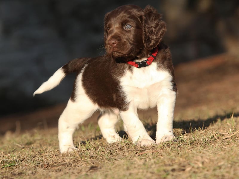 The incredibly cute Small Munsterlander is a hunting dog originally bred in the area around Munich, in Germany. It's another breed that wasn't registered a single time last year - and there seems little chance of that changing in 2021.