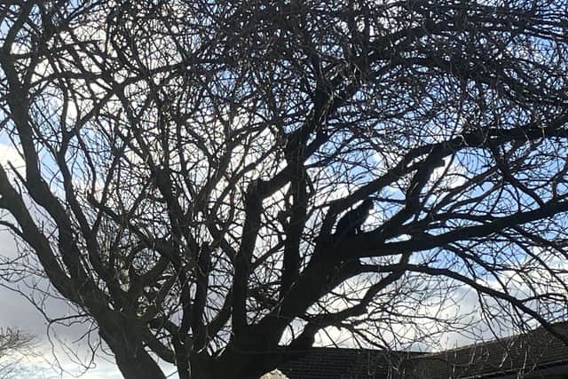 Can you spot the cat in this picture? Pic: J Christie