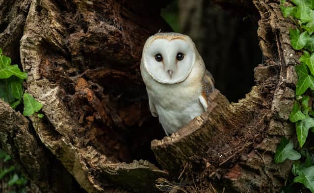 Barn owls have been doing well in some Perthshire glans, but the species is at the northernmost extent of his range in Scotland and is vulnerable during extreme weather conditions