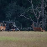 A safari on the 3,500 acre Knepp Estate near Horsham, West Sussex, where wild ponies, cattle and deer roam near campers and glampers. Pic: PA Photo/Knepp Estate.