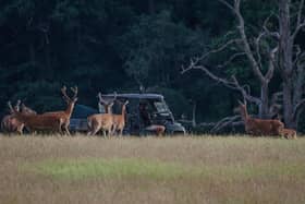 A safari on the 3,500 acre Knepp Estate near Horsham, West Sussex, where wild ponies, cattle and deer roam near campers and glampers. Pic: PA Photo/Knepp Estate.