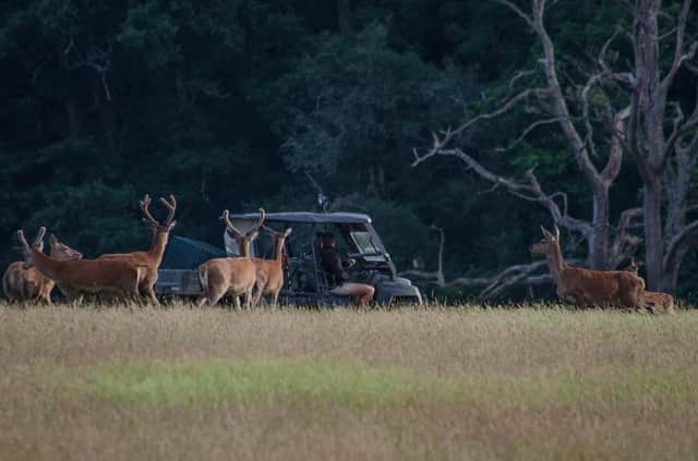 A safari on the 3,500 acre Knepp Estate near Horsham, West Sussex, where wild ponies, cattle and deer roam near campers and glampers. Pic: PA Photo/Knepp Estate.