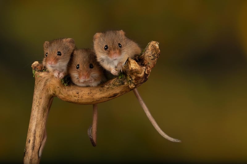 This means "the best-laid plans of mice and men often go astray." A quote that reminds us no matter how thoroughly we make plans things can still go wrong.