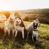 Huskies are one of the breeds of dog best suited to outdoor living.
