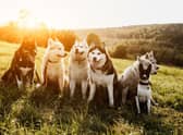 Huskies are one of the breeds of dog best suited to outdoor living.