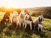 Huskies are one of the breeds of dog best suited to outdoor living.