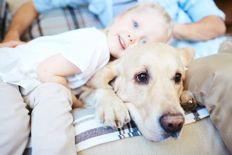 Not content with just being the most popular dog in the UK, the Labrador Retriever is also the most child-friendly - thanks to their friendly, loving and outgoing nature.