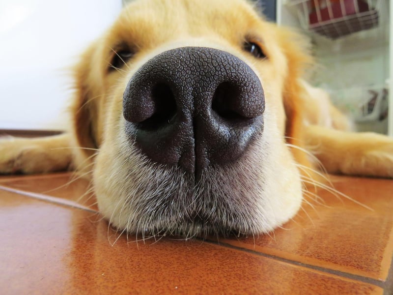 The Golden Retriever excels in numerous roles, due to it's combination of intelligence and good nature. They are popular as guide dogs for the blind, hearing dogs for the deaf, hunting dogs, detection dogs, and a search and rescue dogs.