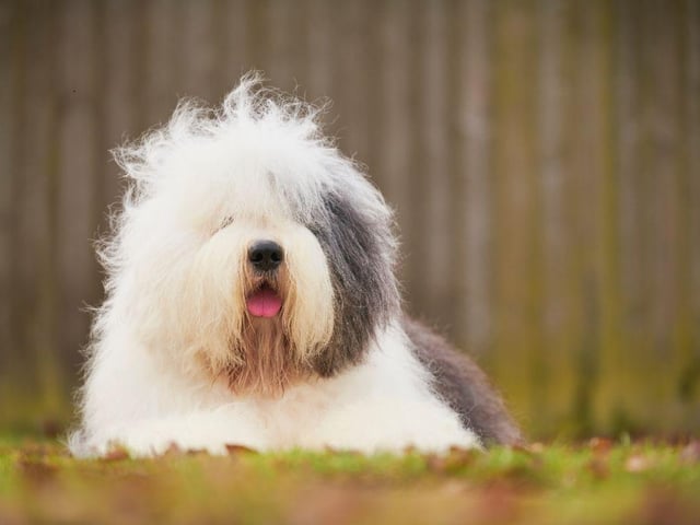 Unless your idea of guarding a home is licking intruders into submission, then the Old English Sheepdog just isn't up to the task.
