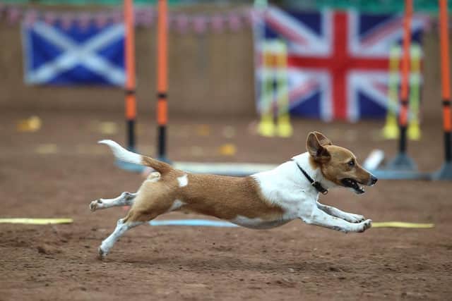 Ron the agility dog competing at Hoopers