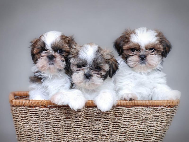 ABBA fans opting for the name Furnando will probably regularly be asking their pup whether they can hear the drums...