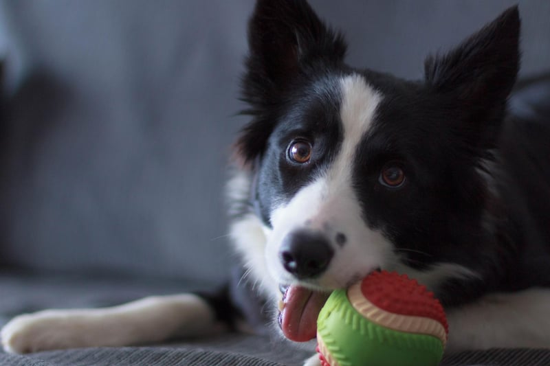 Border Collies are the world's most intelligent dog and love to have a full programme of tasks and jobs to keep them occupied. If they have nothing to do they will invent their own games - with the most popular activity being 'destroying the living room'.