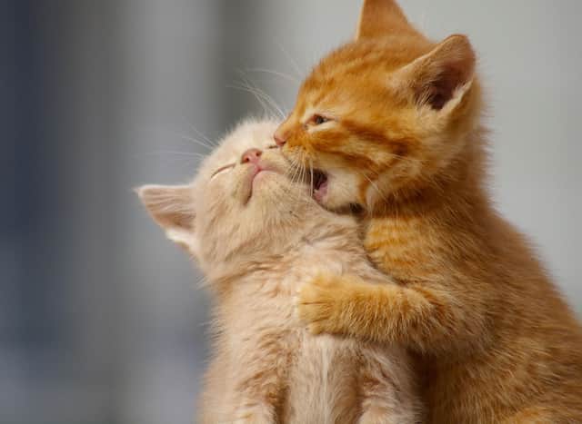 Here are 10 cats breeds that will continue to be little heartbreakers into adulthood. Credit: Getty Images/Canva Pro