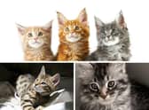 These 10 cats breeds will continue to be little heart-breakers into adulthood. Credit: Getty Images/Canva Pro