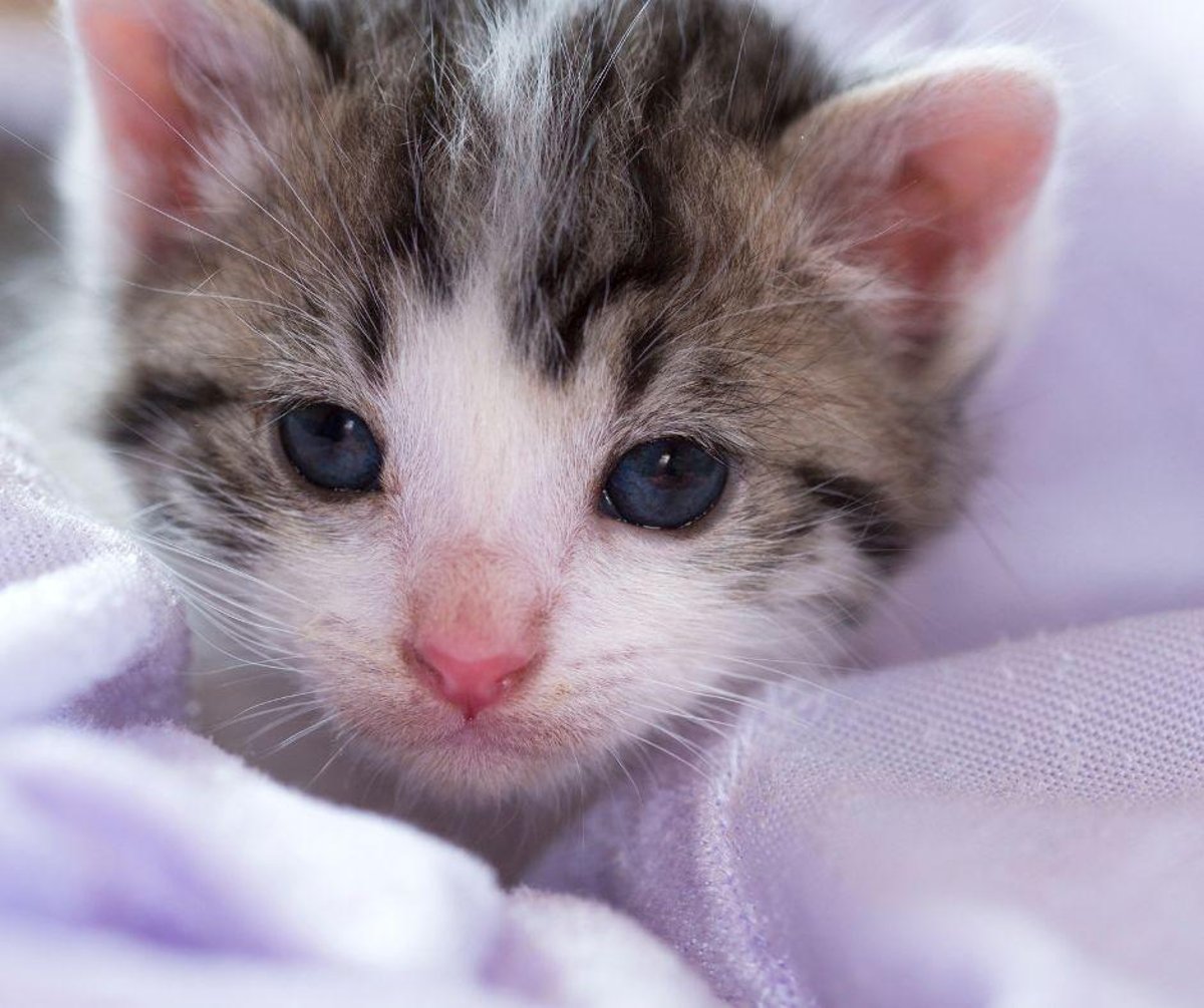Meet the cutest tiny cute cats that will fit in your palm