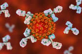 UK study looked into how much protection the human body produces after natural Covid infection. (Pic: Shutterstock)
