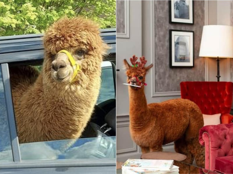 Annie the Alpaca was rejected by her mum and had to be bottle-fed as a baby every 2 hours by owner Dannie Burns. Burns first bought 2 alpacas 14 years ago on a whim after losing his job but now has 10 staff on hand at The Alpaca Trekking Centre in Stirling. Annie, along with her 3 Labradoodle dog brothers, thinks she’s also a dog and loves to travel with them in their Vauxhall estate car which was bought to accommodate her stretching.