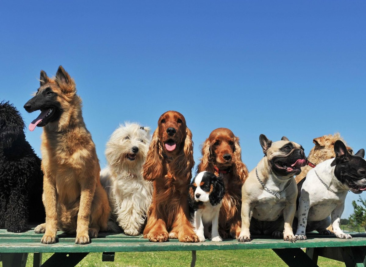 Child Unfriendly Dogs: These are the 10 breeds of adorable dog best avoided  by families with young children - including the nippy Chihuahua 🐕 | The  Scotsman