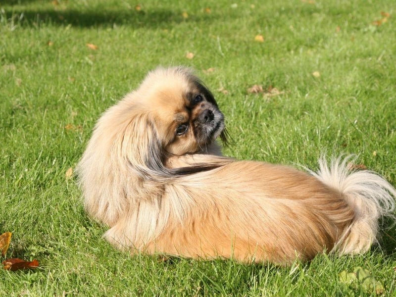 The Tibetan Spaniel has a calming and gentle - yet playful - temperament. Don't let their relaxed demeanor fool you though - they also make for tough competitors in dog sports like agility, rally and obedience.