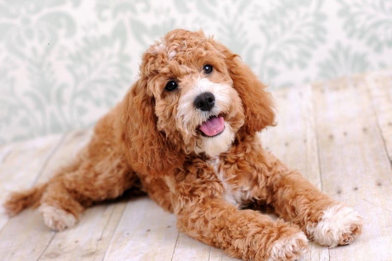 One of the most popular dog breeds in recent years, Cockapoos (a mixture of cocker spaniels and miniature poodles), are the equal fourth best dogs to have in your bed. They lose a couple of points for their relatively big size, but otherwise have all the right attributes to be a great bedfellow.