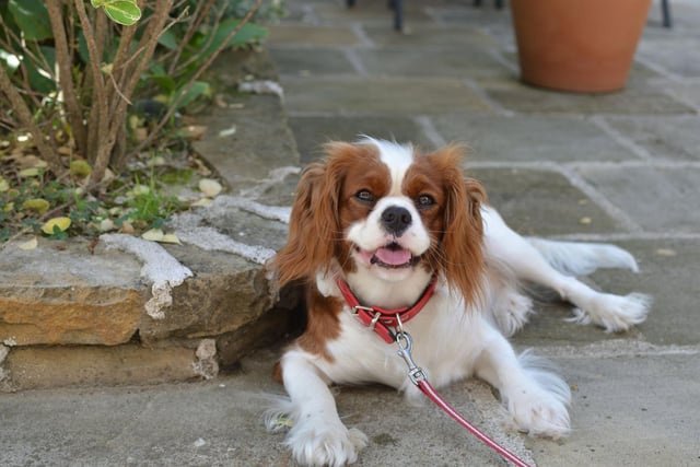 The Cavalier King Charles retains second sport, with 3,772 new puppies registered in 2021 - a big jump from 2,979 the year before.