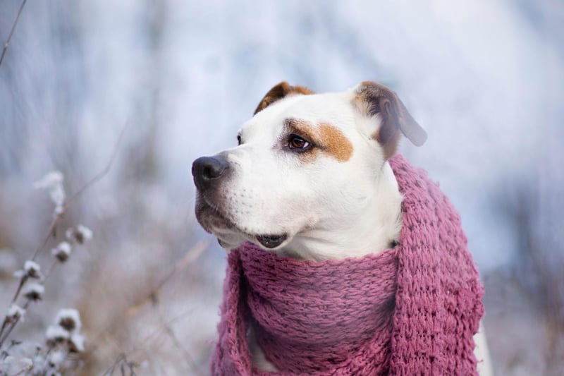 Tell your dog to wait somewhere while you hide in the house. Then shout for them to come and find you. You may need someone else to stay with your dog while you go and find a hiding spot. Alternatively, you could hide a toy or their favourite treat somewhere in the home for them to sniff out.