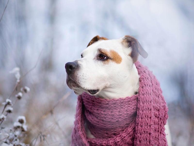 Tell your dog to wait somewhere while you hide in the house. Then shout for them to come and find you. You may need someone else to stay with your dog while you go and find a hiding spot. Alternatively, you could hide a toy or their favourite treat somewhere in the home for them to sniff out.