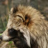 The raccoon dog could threaten biodiversity in the UK (Photo: RenisBastelChaOase, Pixabay).