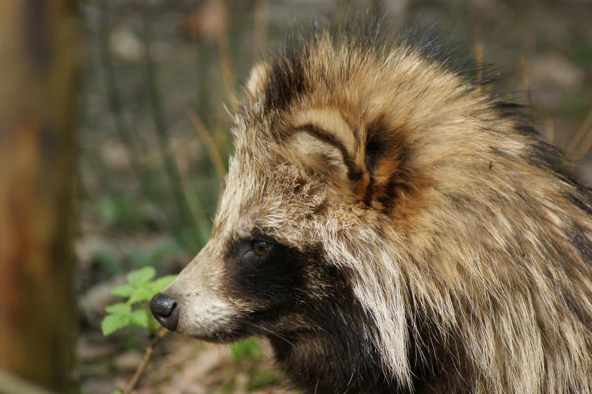 UK's next non-native pests: What are raccoon dogs, why are they on the country's 'invasive species' list and why are they so stinky? | The Scotsman UK's next non-native pests: What are raccoon dogs, why are they on the country's 'invasive species' list and why are they so stinky? | The Scotsman