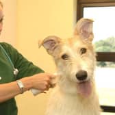 Scotland’s first new vet school for more than 150 years could provide the country with an economic boost.