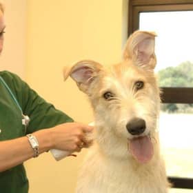 Scotland’s first new vet school for more than 150 years could provide the country with an economic boost.