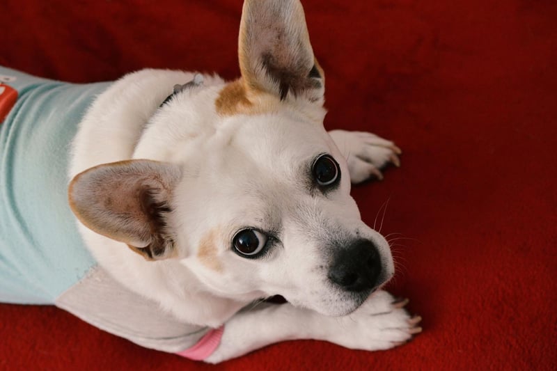 Cancer canines are incredibly sweet natured and loving, always giving affection to their owners. But don’t take their sensitive nature as a bad thing – Cancer pups are strong protectors of the home and of any children in the family, making them an excellent guard dog. Cancer dogs are at home in water and will love a good swim in the ocean, so be sure to take them to the beach to see them in their element.Compatible human: Scorpio.