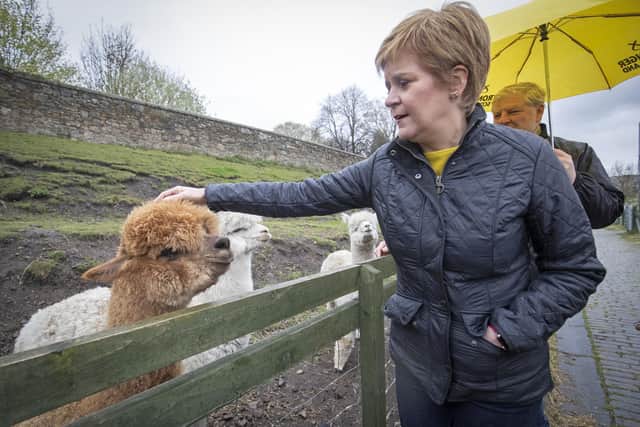 First Minister of Scotland and leader of the SNP Nicola Sturgeon meets the alpacas during a visit to LOVE Gorgie Farm in Edinburgh during campaigning for the Scottish Parliamentary election.
