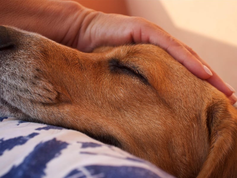 One of the more surprising recent canine scientific discoveries concerns dog's eyebrows. Apparently the more they wiggle them, the happier they are to be with you - similar to tails, but slightly more difficult to spot.