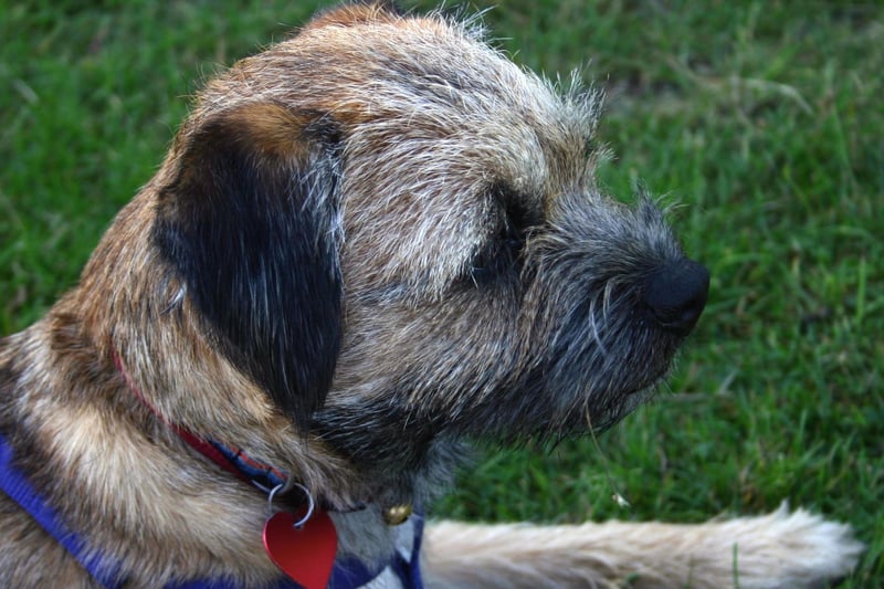 Poppy takes seventh spot in the most popular Border Terrier names. It simply means 'red', coming from the flower of the same name.