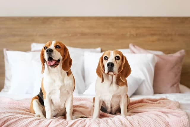 There are several very good reasons to allow your dog to sleep on your bed.