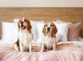 There are several very good reasons to allow your dog to sleep on your bed.