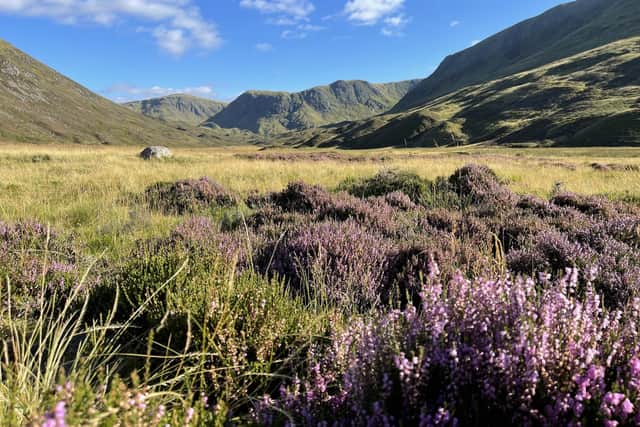 NatureScot owns around 34,000 hectares in Scotland and leases around 7,300 hectares that the agency manages as nature reserves (pic: Frances Trainer)