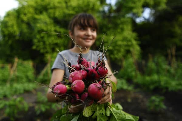 Where once many people grew their own food, now most people buy it from supermarkets (Picture: Marvin Recinos/AFP via Getty Images)