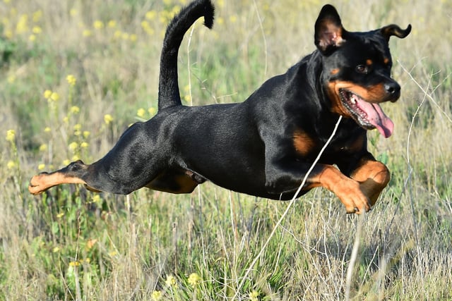 There are few creatures as clumsy as a Rottweiler puppy - who seem to be constantly be running into things and tripping over stuff. They do get better as they grow older, but a small element of that innate goofiness will inevitably remain.