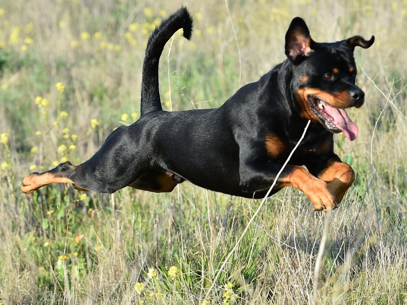 There are few creatures as clumsy as a Rottweiler puppy - who seem to be constantly be running into things and tripping over stuff. They do get better as they grow older, but a small element of that innate goofiness will inevitably remain.