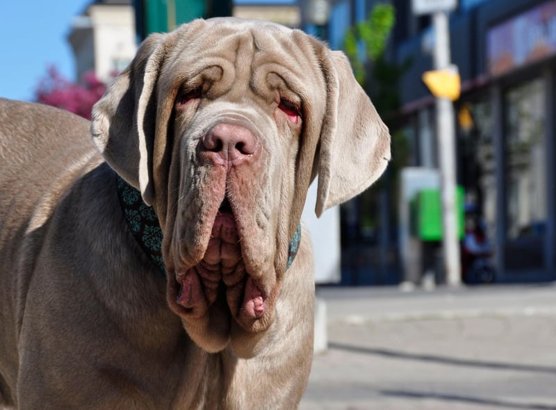 Weighing in at up to 70kg, Neopolitan Mastiffs are Italian gentle giants that are known for loving their families unconditionally, but can be wary of strangers.