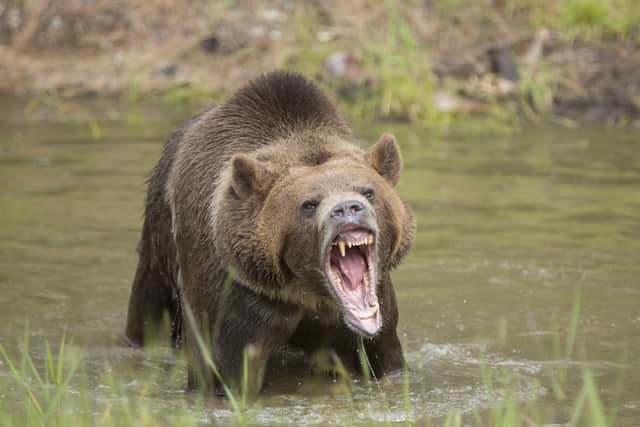 The grizzly bear tore offpart of the shack roof, where the miner had scrawled SOS. PIC: Getty.