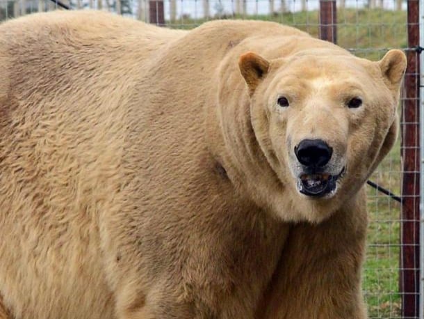 Samantha Ingamells, said: "Doncaster has the highest density of polar bear population in Europe."