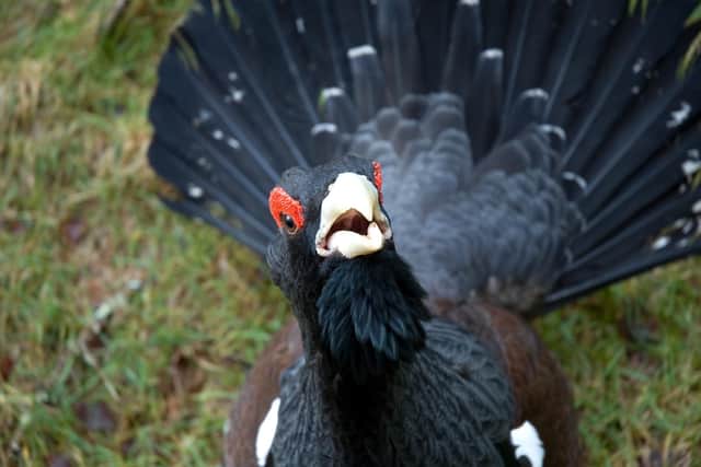 The capercaillie is in decline in Scotland with only a few hundred birds left (pic: Getty Images)