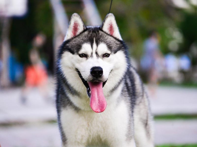 The Siberian Husky was bred to work in packs and so are delighted to share their home with other medium or large dog breeds.