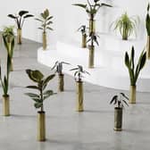 Untitled by Sammy Baloji - 41 copper shell casings (1914-1918 & 1939-1945), indoor plants, part of The Accursed Share at Talbot Rice PIC: Aurelien Mole